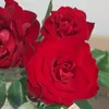 veronica.rosca17