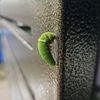 cocoon2179