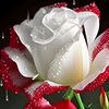 dy39zv2liz36
