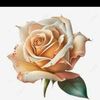 user7396866102143