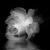 hng.dng809