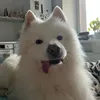 simba_keksik