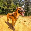 Dozer