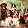 yarn2adoglover