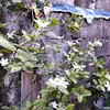 pansitcanton022