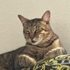 wilberisnotacat
