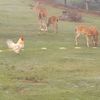 rooster_deer_1357
