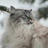 animalmeow567