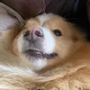 liambeerstecher2