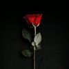 loai.nour4