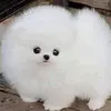 mofupuyo4