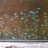 tukang.ikan