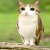 angrybirds228666