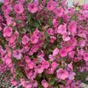 fleurs_000
