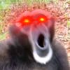 danovin7