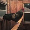 lazyfarming