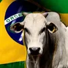 brasilcaipira