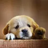 kine.dog