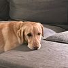 chudliewinks