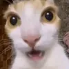 j4n3th3l4zyk1dd0