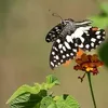 binhdiep0475
