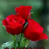 rose15rose15