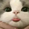 pt_dieulinh209