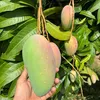 tuanphan190789