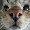 mochidecat
