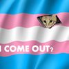 chique_trans