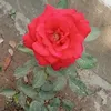 user0kyxuizkdi