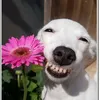 vua_loai_cho