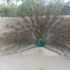 dilshadkalru