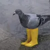 paloma_conbotas