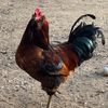 skyecreekfarm