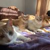 chispitacats