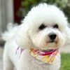 naiyathebichon