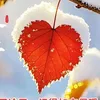 linbee.819