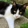 trupuffcat