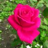 24061988corina