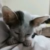 kittyv26
