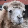 bampeline