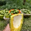 bakulbuah27