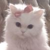 rosalin2612