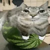 happy_idk