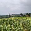 muhammaddindinsya