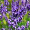 lavanda_drogobych