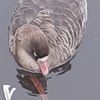 cambuurfan1