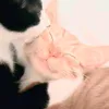 rinpercy
