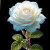 flori12..q